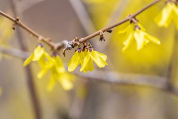 Forsythia. Blooming forsythia bush. Yellow flower on a...