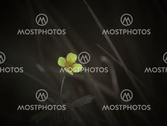 Tormentil Blossom