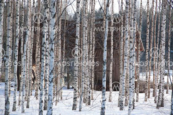 Birch trees with broken lada
