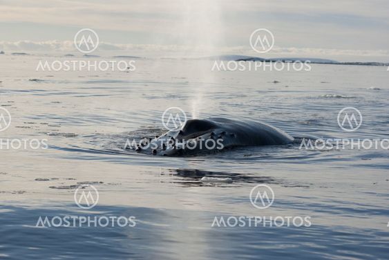 A humpback whale in the Southern Ocean-6.