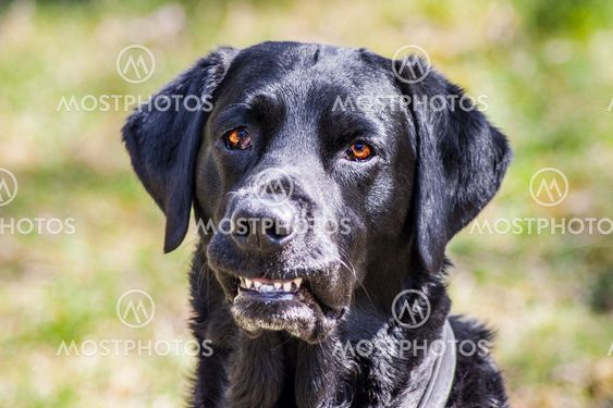 hund ler