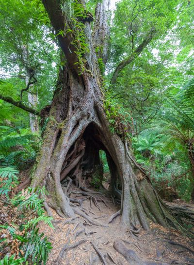 Hollow tree with intricate roots