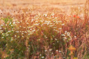 Sunset, daisy or flowers on field in countryside, meadow...