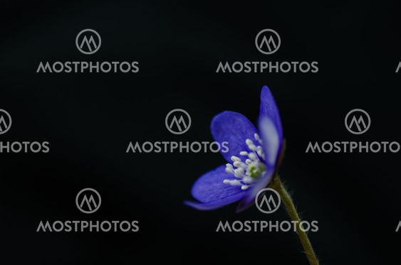 Common Hepatica close up