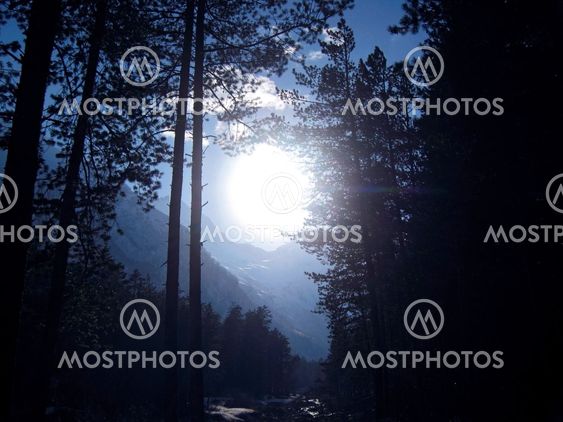 Big white sun shining through the forest