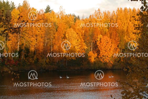 Migratory Birds