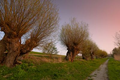 Landscape with old willows