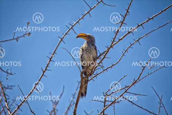 a red-billed hornbill in a tree at etosha national park namibia