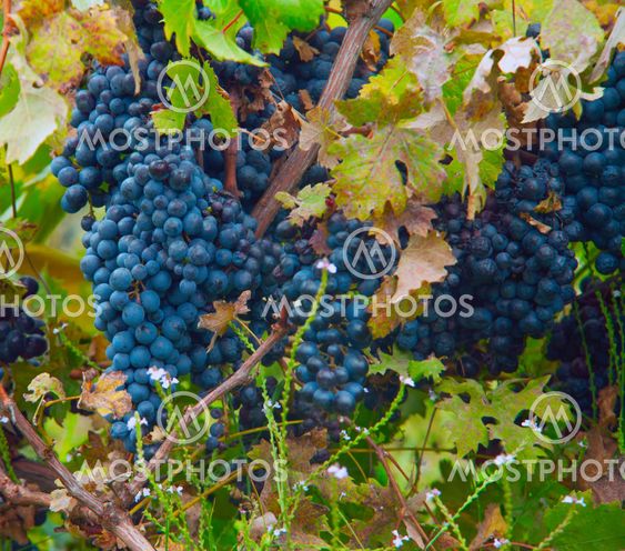 Grape