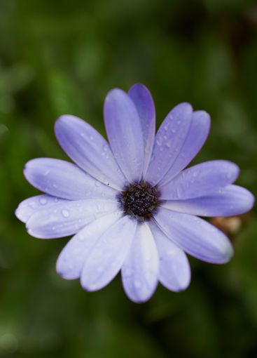 Flower, closeup and outdoor blooming in garden, peaceful...