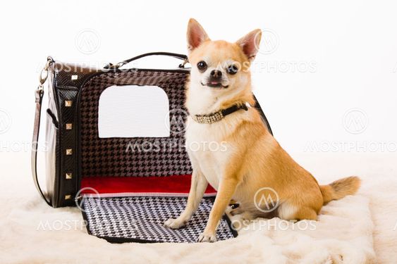 Dog and bag
