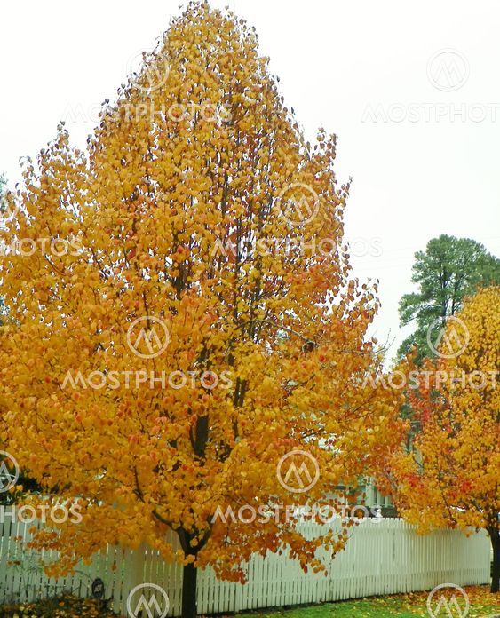 Golden Autumn Leaves