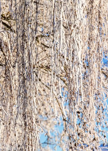 Birch tree branches with rime frost in the winter