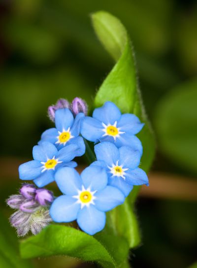 forget me not