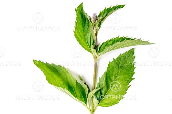 one single green fresh Organic Mint leaves