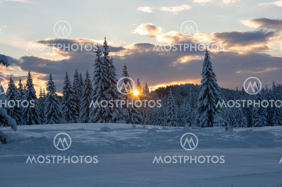 Sunrise among pinetrees