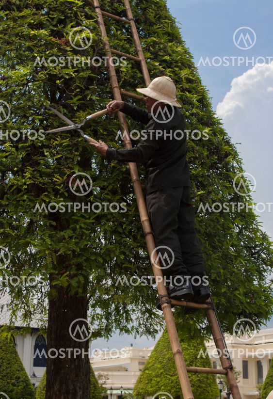 cutting garden