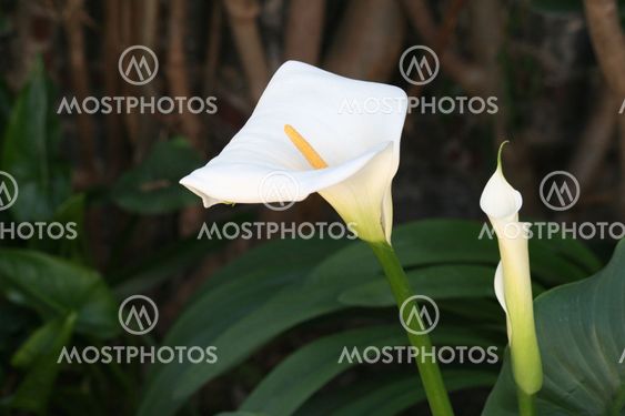 Calla