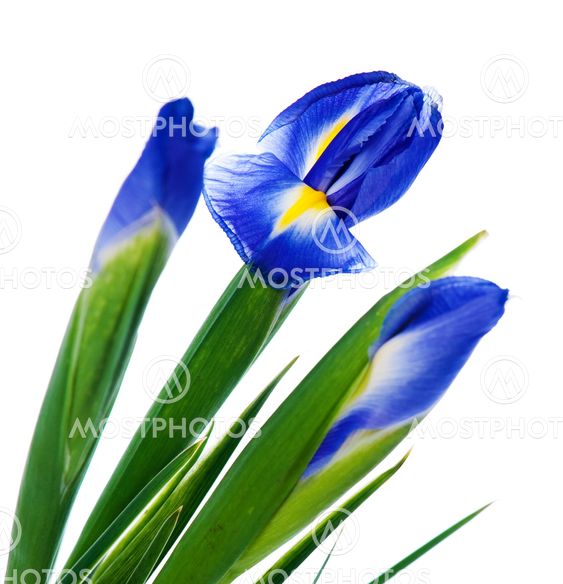 Three spring irises