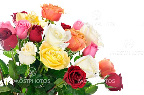 Bouquet of roses