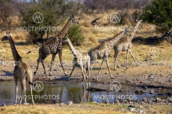 a group of giraffe near a waterhole in etosha national park namibia