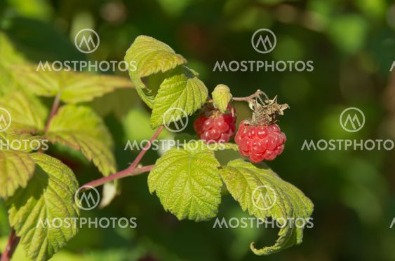 Raspberry