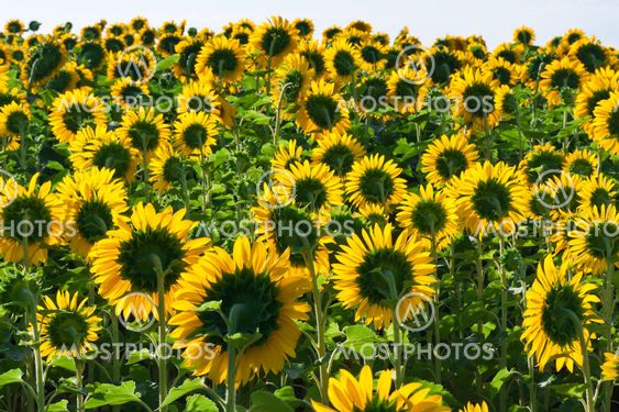 Sunflowers