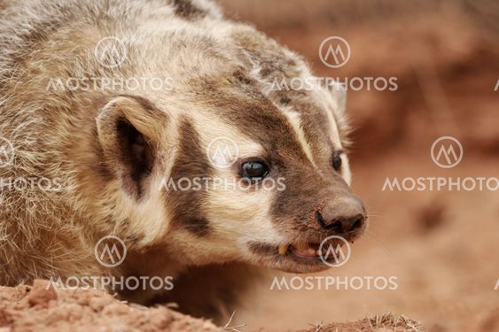 American badger (Taxidea taxus)