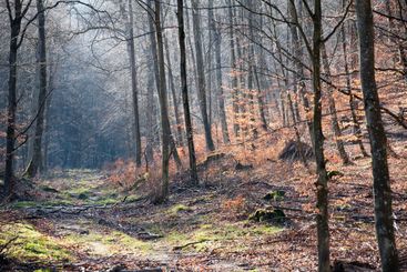 Forest in early spring