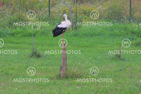 White stork