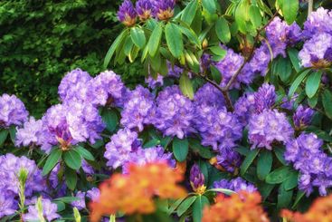 Garden, flowers and purple plants with colorful nature...