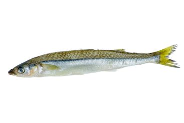 Fresh raw european smelt fish isolated on white background