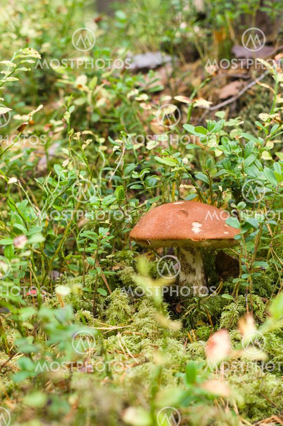 Orange-cup boletus (Leccinum Aurantiacum) in green moss