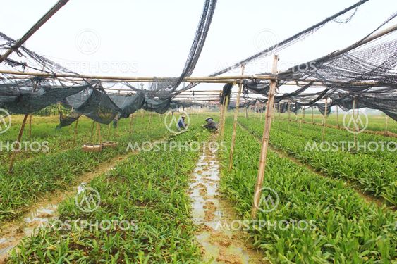 Farmers harvest aromatic vegetables