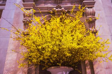 Large, vibrant display of yellow forsythia blossoms