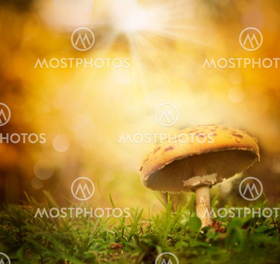 Efteråret skov svamp