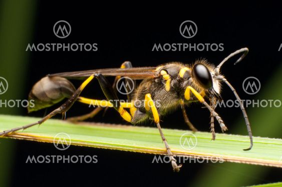 Paper Wasp