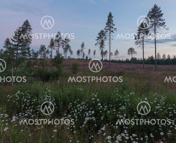 Flower field