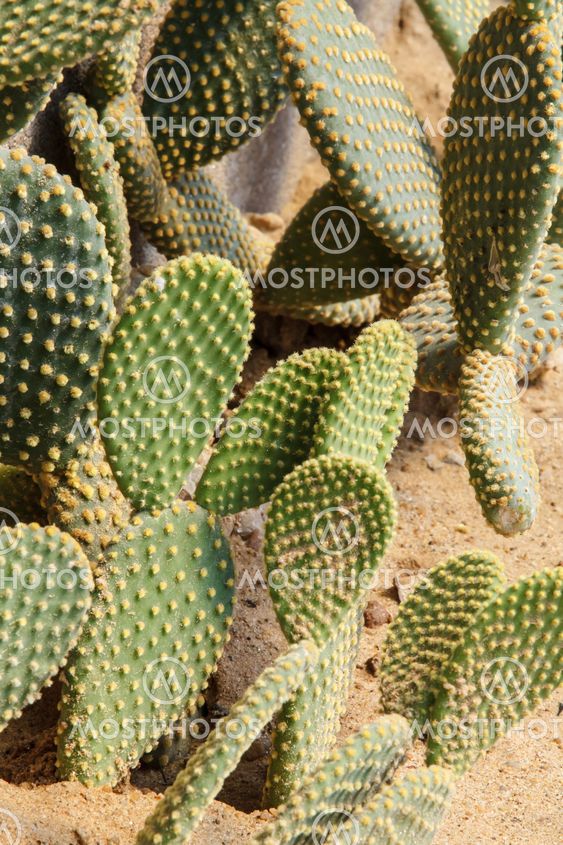 Detail of cactus growing