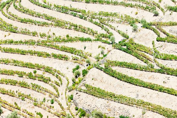 vineyars in Douro Valley, Portugal
