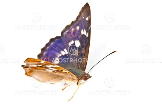 swallowtail