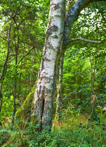 Tree, growth or nature with greenery for season, climate...