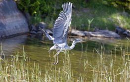 Closeup of a flying Gray Heron just after take off from...