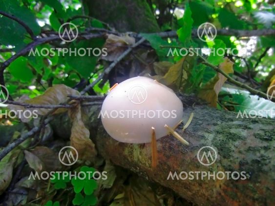 White glitter mushroom grow up on the tree