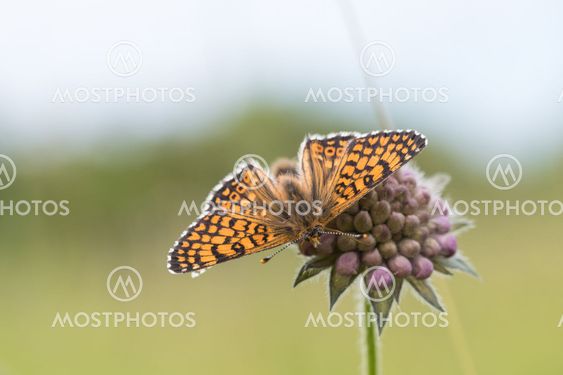 Beautiful butterfly on a flower