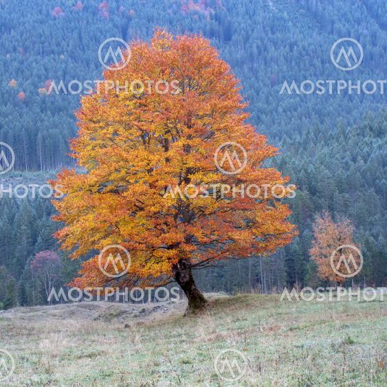 Yellow Colored Tree - Far