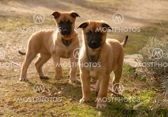 two puppies malinois