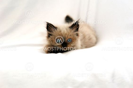 portrait of a kitten
