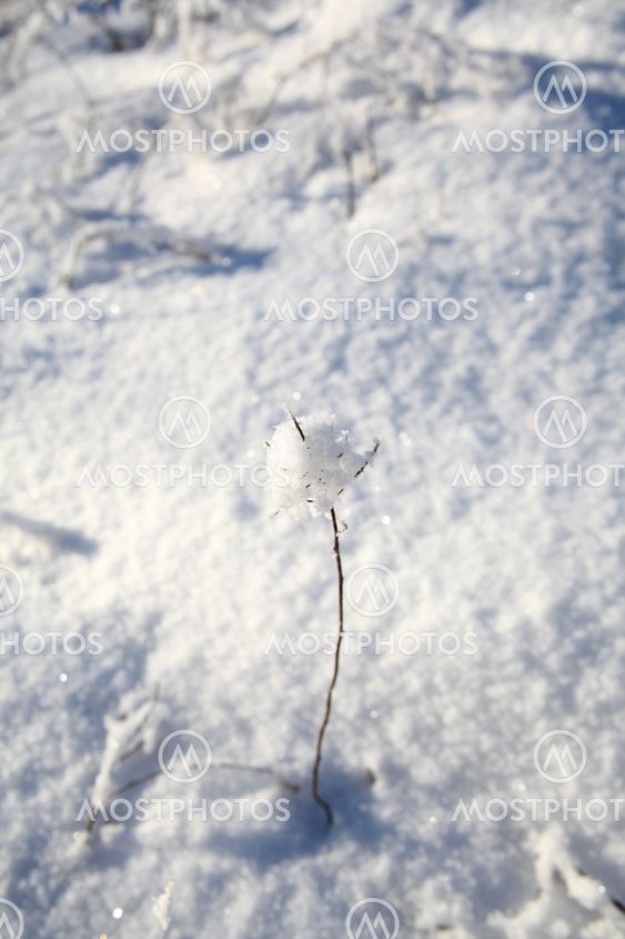Lone twig