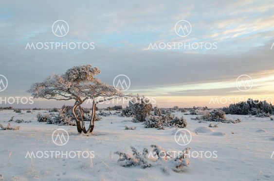 Lone snowy pine tree